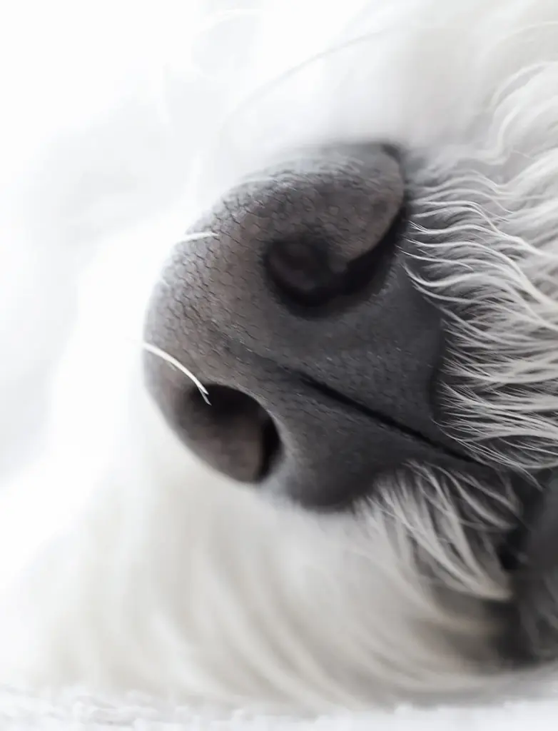 Condolence image of Melanie Bektas