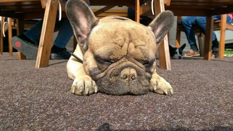 Er hatte immer nur quatsch im kopf