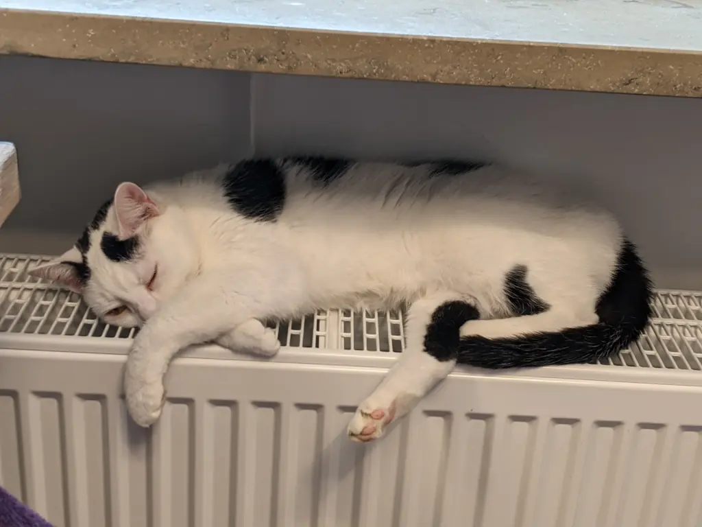 So schön warm auf der Heizung. ♥️