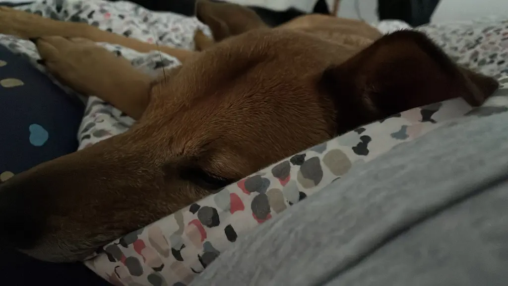 Condolence image of Saskia