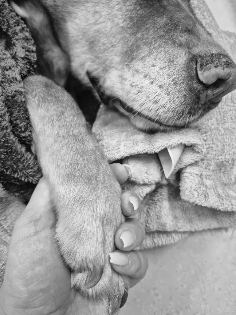 Condolence image of Silke deine Mama