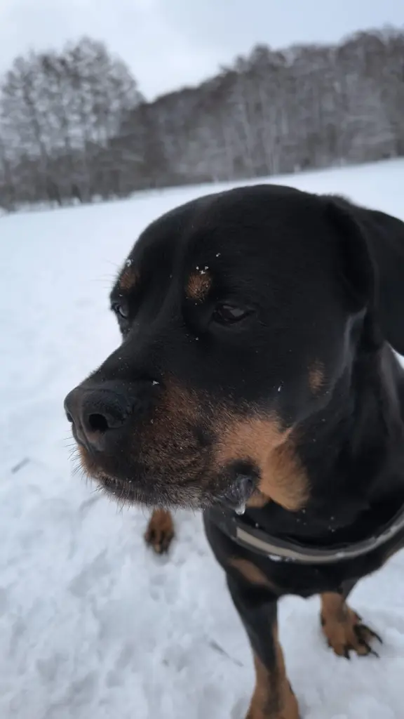 ❄️