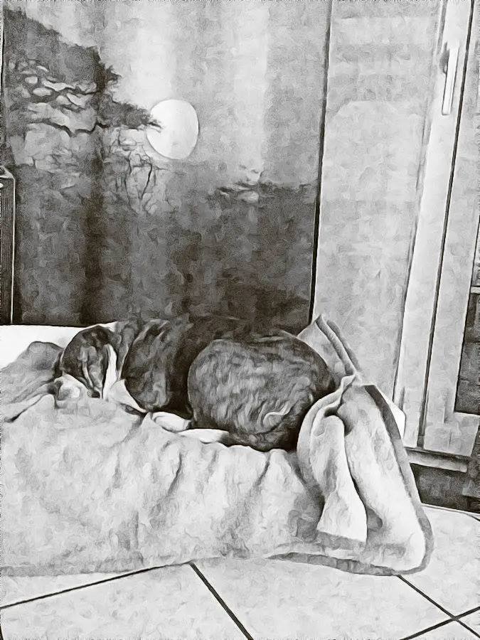 Image from Trixi