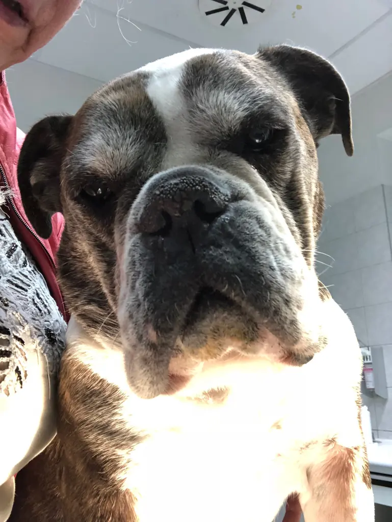 Image from Trixi