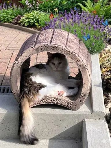 Image from Jack Sparrow