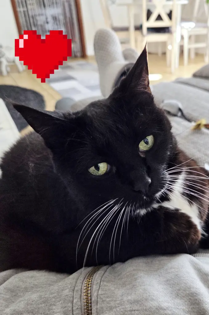 Condolence image of Susanne Schreinert