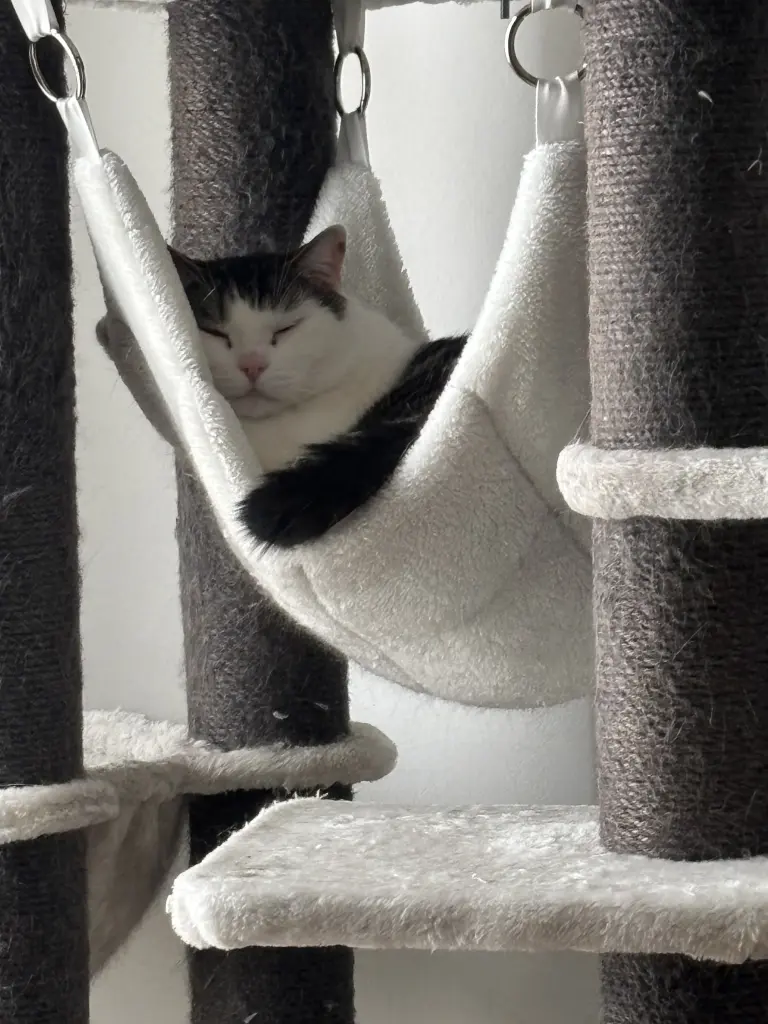 Felix in seiner Hängematte 😘
