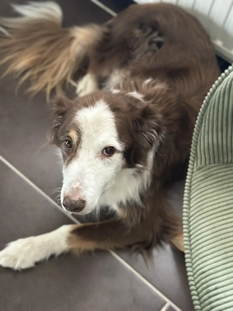 Condolence image of Petra Sogno