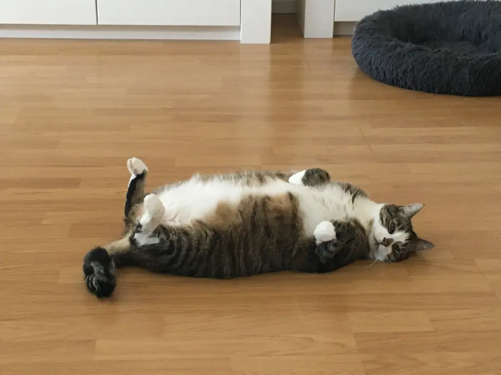 Bild von Oskar