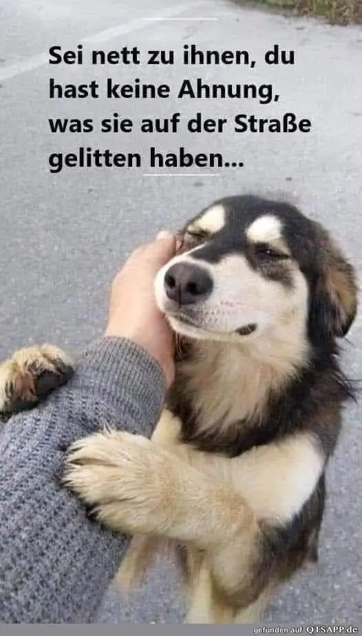 Condolence image of Alois und Gudrun mit Yoda ♥️