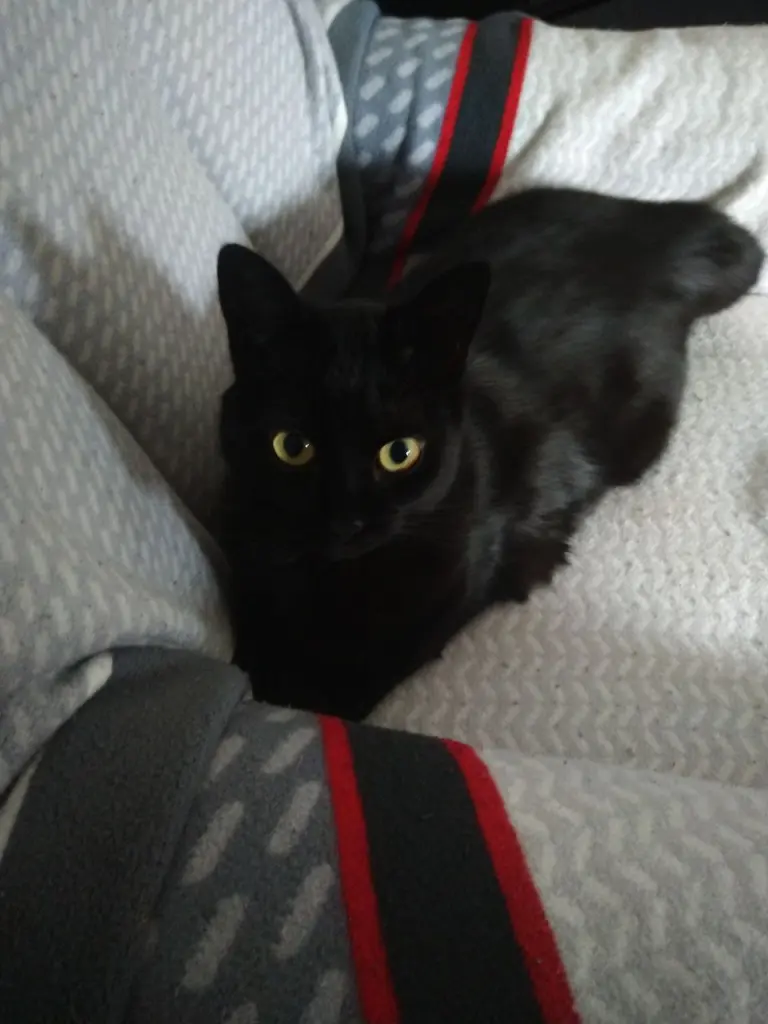 Image from Luna