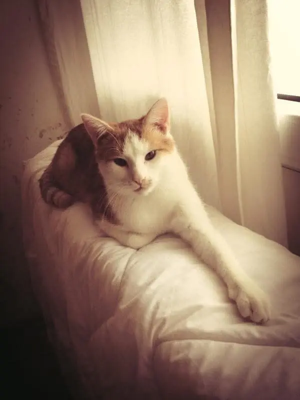Image from Cindo