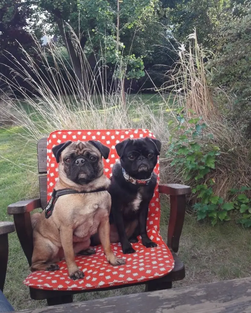 Condolence image of Jasmin, Hendrik, Hannah, Leo und Jolie