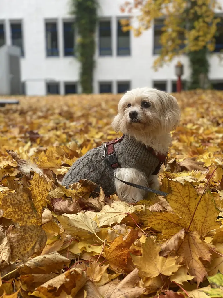 Es war der 17.10.2025. du hattest Geburtstag und bist 15 Jahre alt geworden.