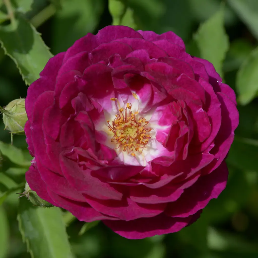 Condolence image of Konny mit Piccolino-Fly tief im ❤️