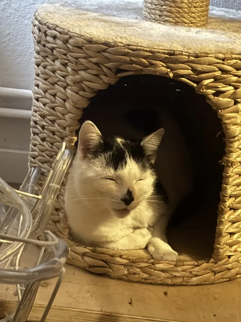 Image from Ahri