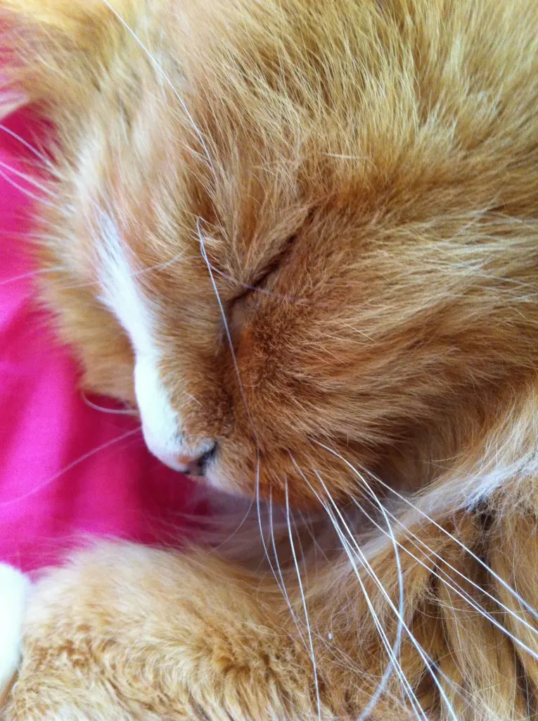 Image from Frieda