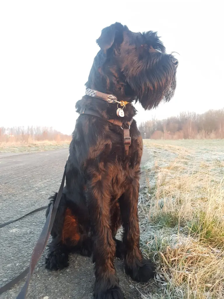 Condolence image of Verena