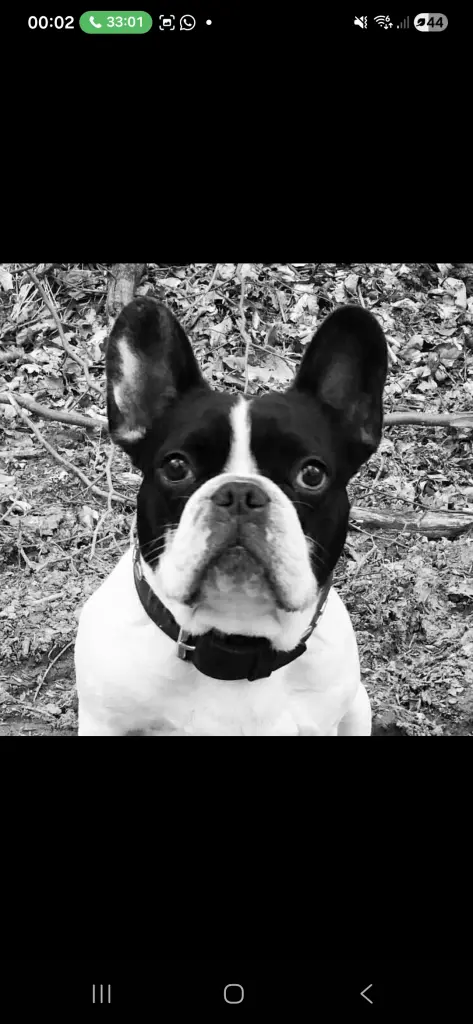 Mein Seelen Hund❤️