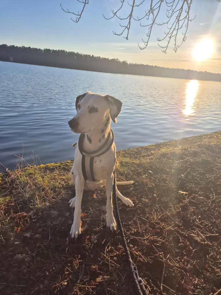 Image from Biene Haeder