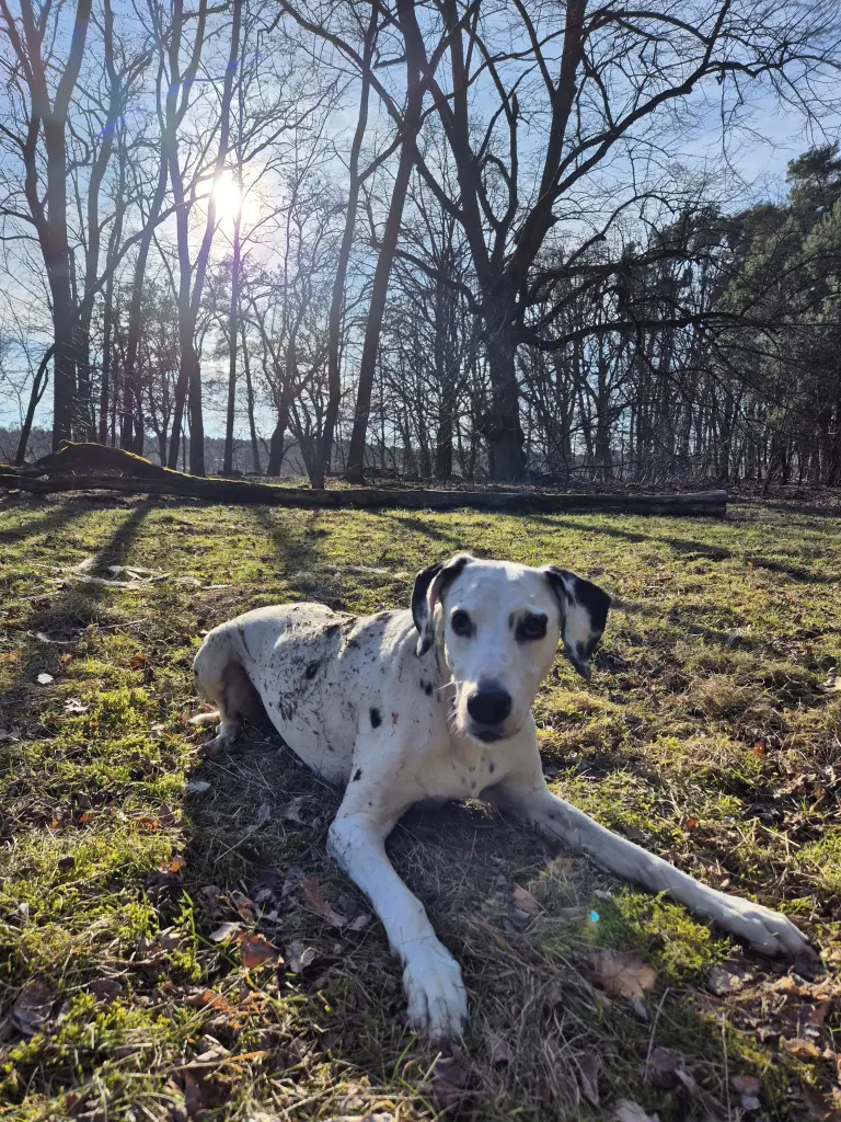 Image from Biene Haeder