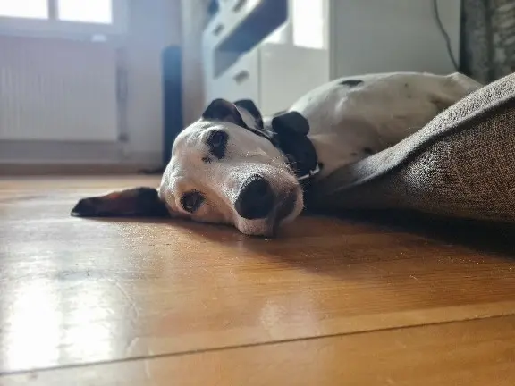 Image from Biene Haeder