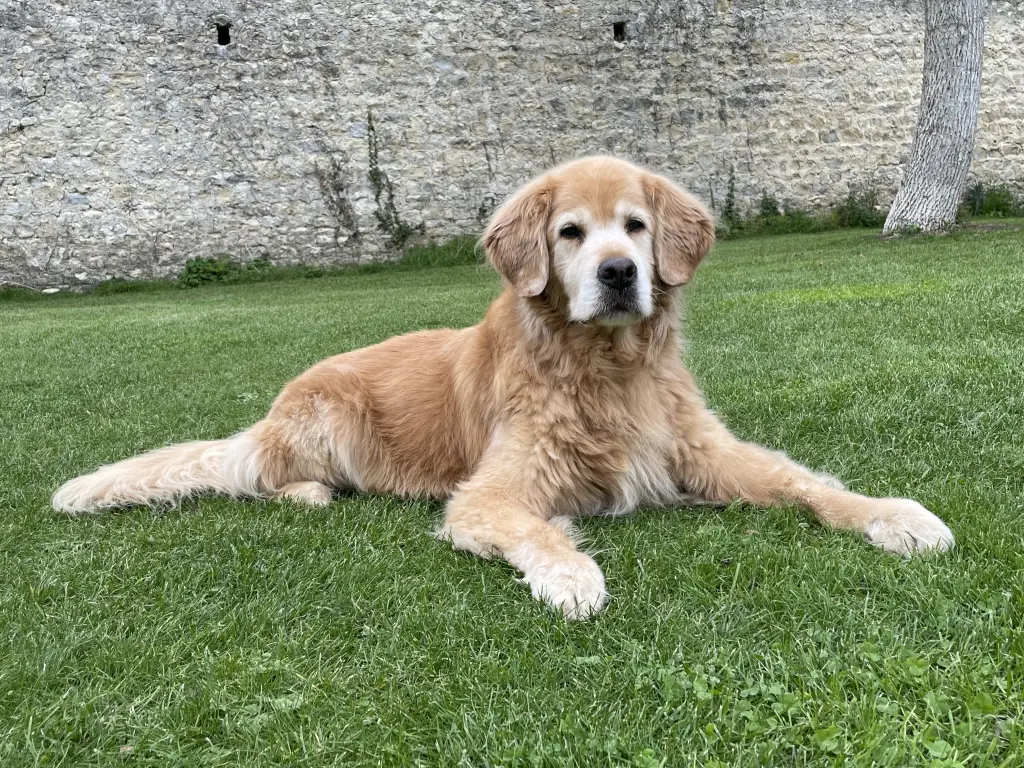 Condolence image of Frauchen