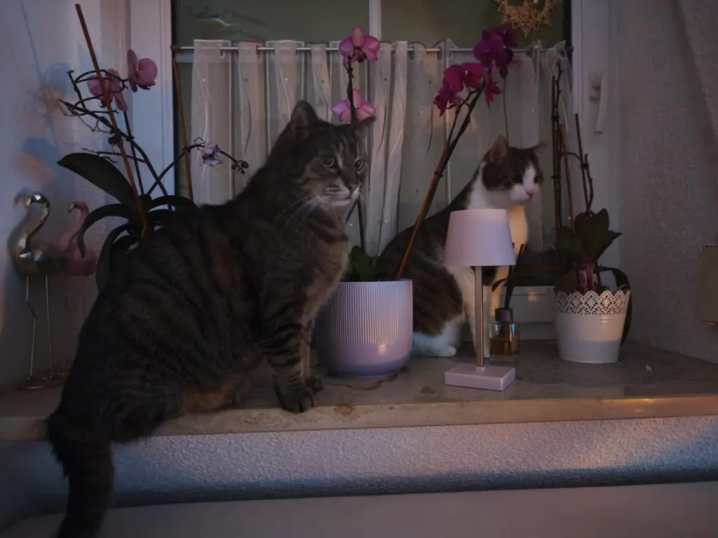 Condolence image of Milo Keiling