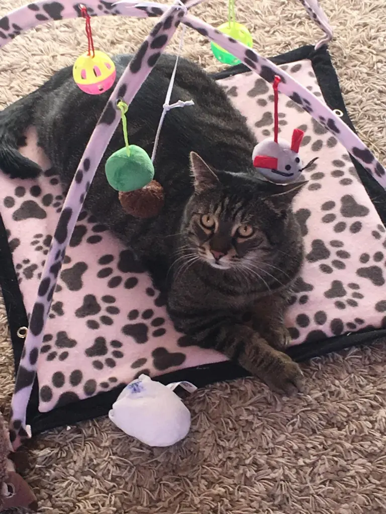 Condolence image of Silvia Feldmeyer