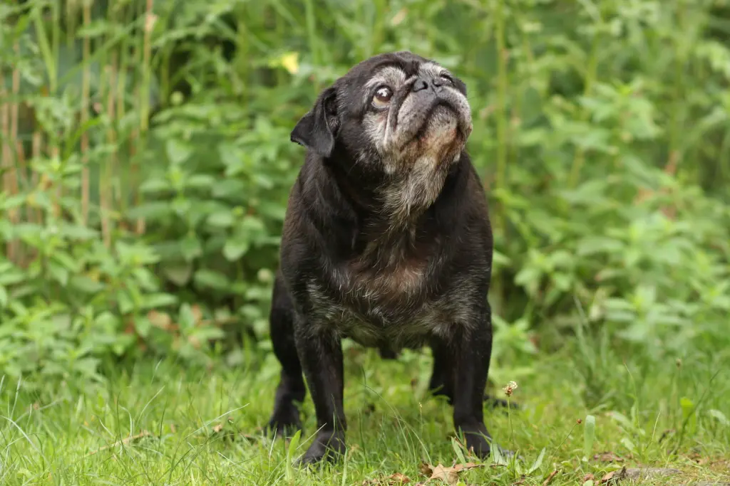 Andachtsbild von Cornelia mit Bruno & Barni im Herzen