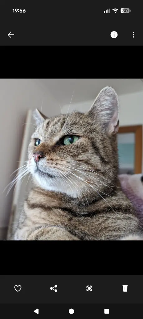 Image from Simba (Pfeffersack)