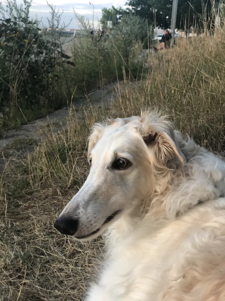 Image from Goldie