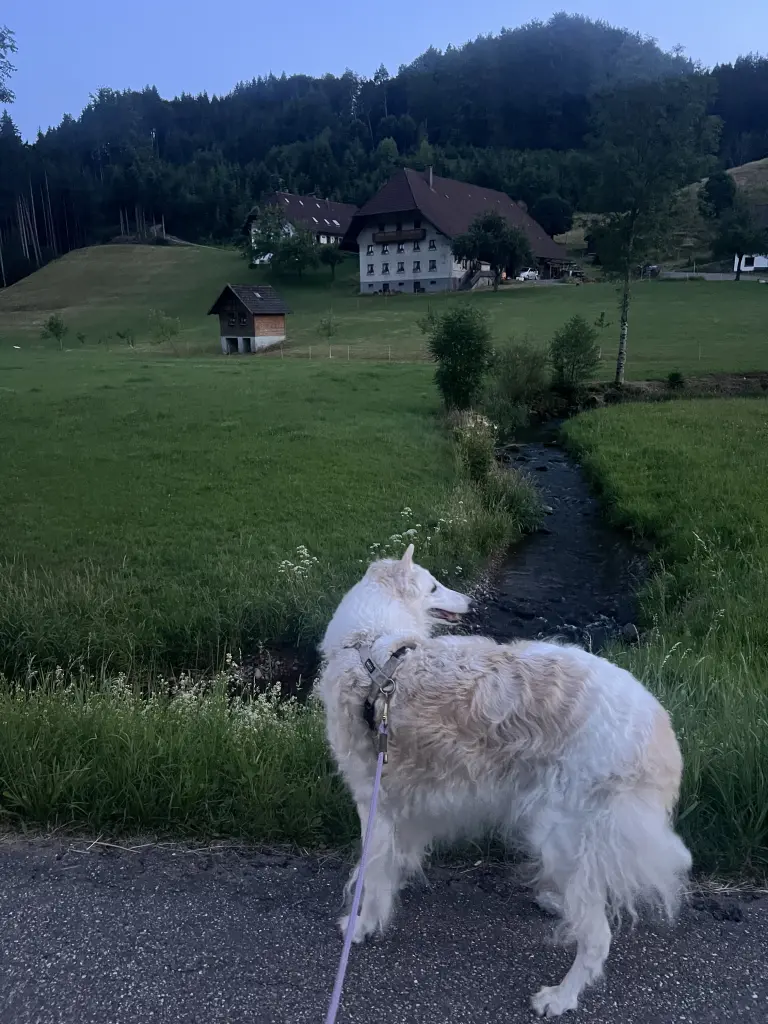 Image from Goldie