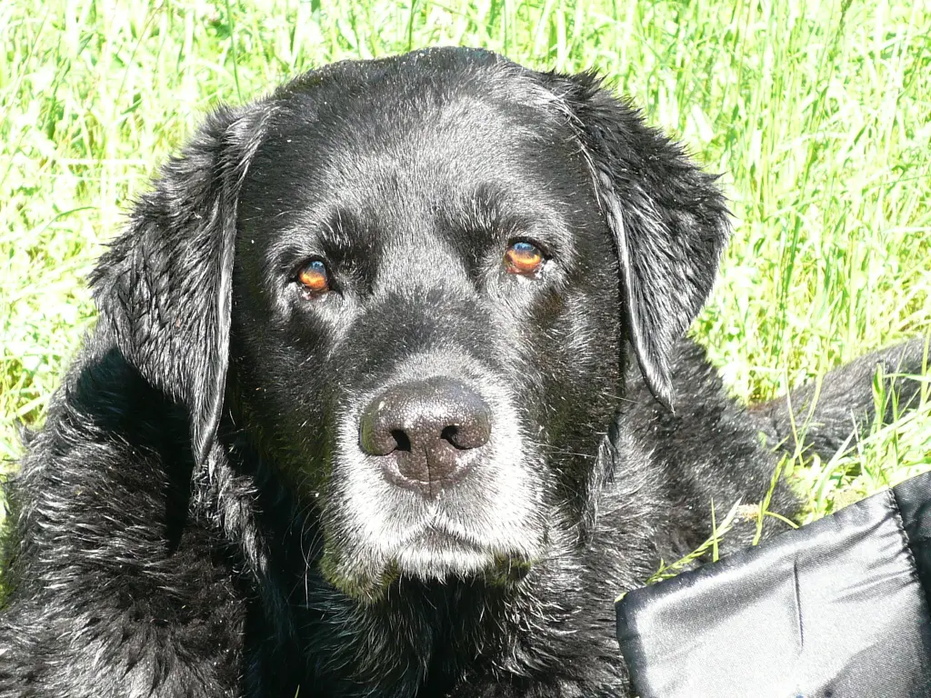 Image from Balou