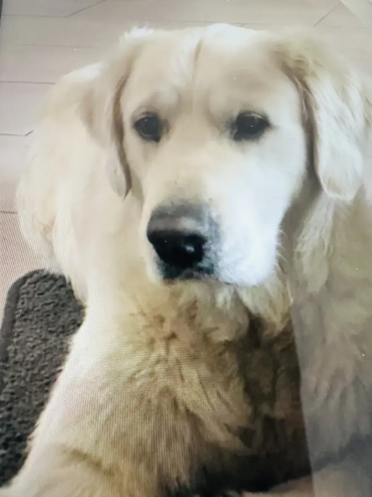 Condolence image of Wilma Häring