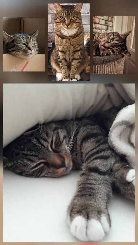 Verschiedene Gelegenheiten wo die Bilder entstanden sind