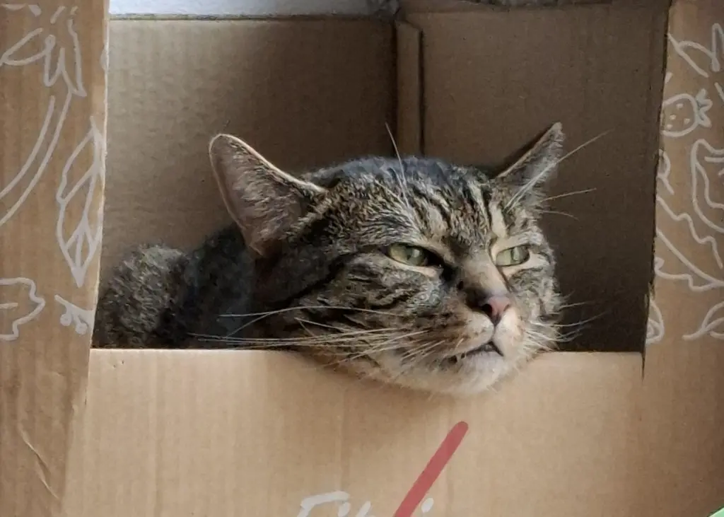 Kartons war seine lieblingplätze