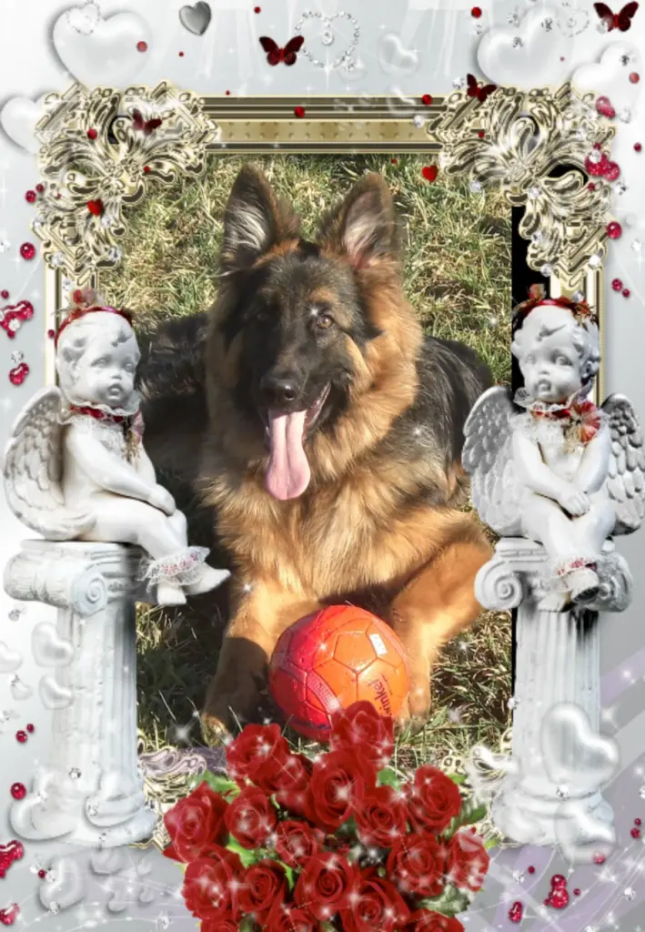 Condolence image of Kochany Misiu❤❤❤