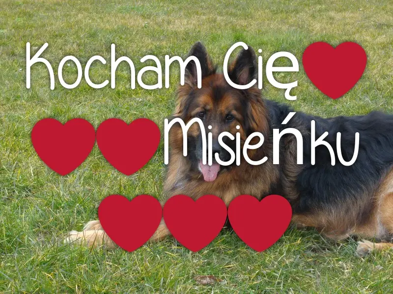 Condolence image of Mój Misiulek❤❤❤