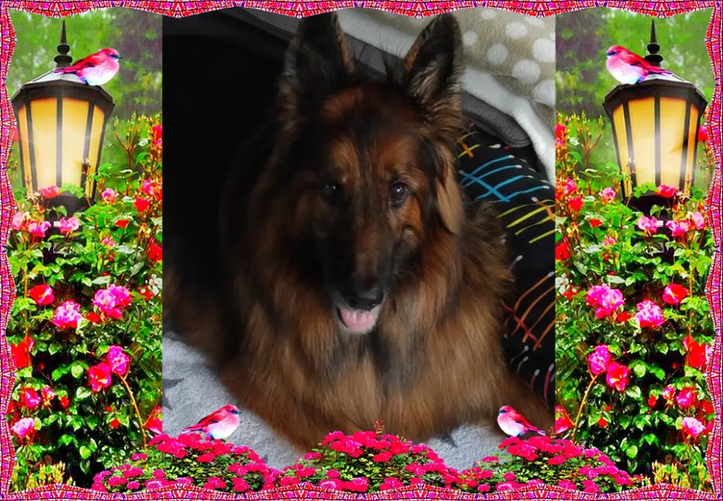 Condolence image of ❤❤❤Fur Misiu❤❤❤