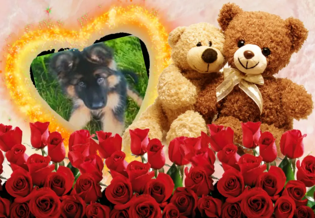 Condolence image of ❤❤❤Misiu❤❤❤
