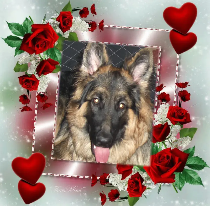 Condolence image of Mój Misiulek❤❤❤