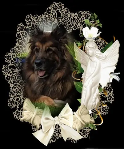 Condolence image of Mój Misiulek❤❤❤