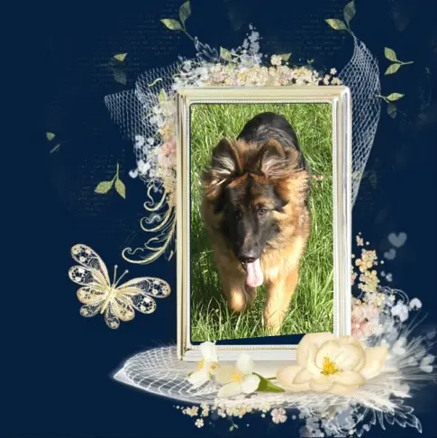 Condolence image of Mój Misiulek❤❤❤