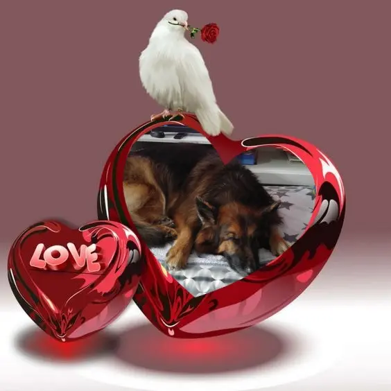 Condolence image of Dobrej Nocki❤️❤️❤️❤️❤️❤️mój Ukochany❤️❤️❤️❤️❤️❤️Misieńku❤️❤️❤️