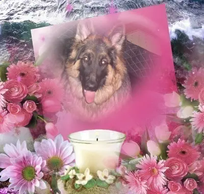 Condolence image of 5.Lat.......BEZ CIEBIE❤️❤️❤️⭐️MISIEŃKU❤️❤️❤️⭐️