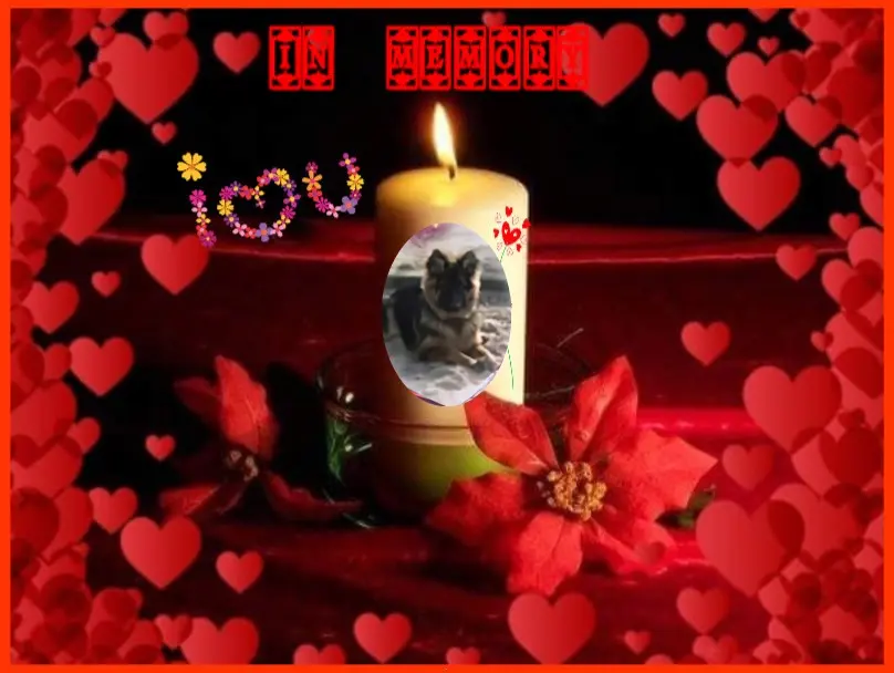 Condolence image of 7.Lat......BEZ CIEBIE❤️❤️❤️⭐️UKOCHANY❤️❤️❤️❤️❤️❤️❤️❤️❤️❤️❤️❤️MISIEŃKU❤️❤️❤️⭐️