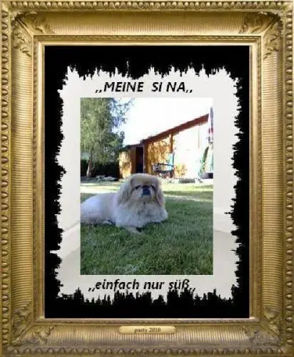 Image from ,,meine geliebte Stubsnase -  Sina,,