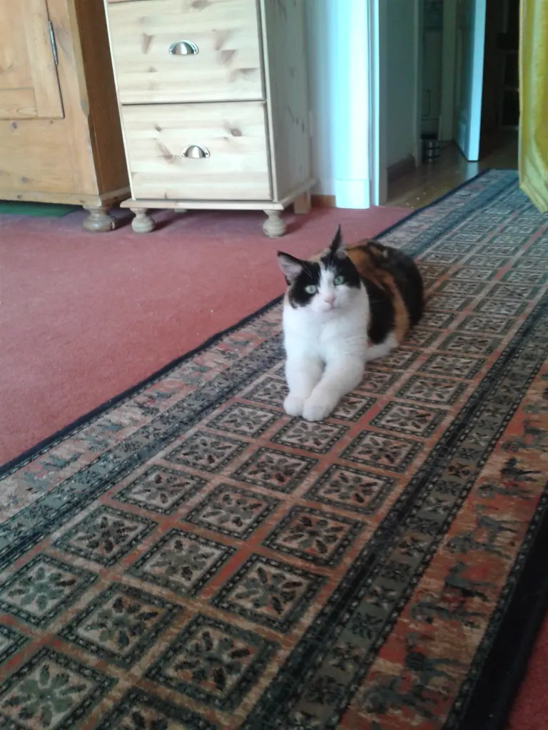 Image from Pauline