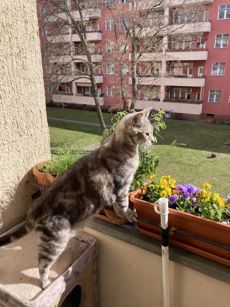 Image from Motzki
